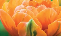 Speciale Tulp Orange Princess aanbieding voor de troonswisseling